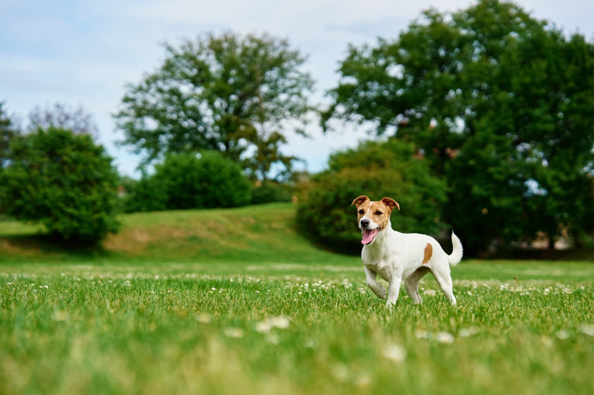 ペット保険（PS保険）